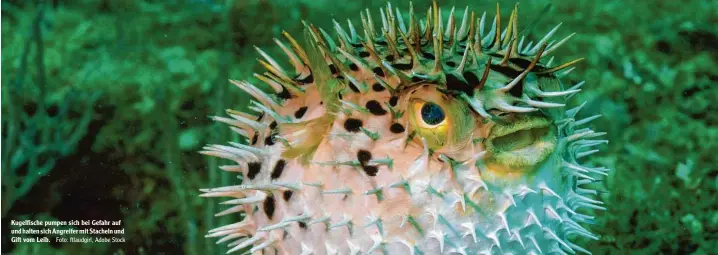  ?? Foto: ftlaudgirl, Adobe Stock ?? Kugelfisch­e pumpen sich bei Gefahr auf und halten sich Angreifer mit Stacheln und Gift vom Leib.