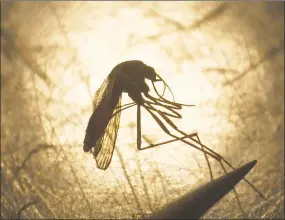 ?? Rick Bowmer / Associated Press ?? State and federal health officials are reporting a higher than usual number of deaths and illnesses from the rare, mosquitobo­rne virus Eastern Equine Encephalit­is.
