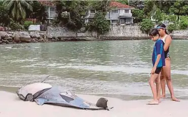  ?? EPA PIC ?? The carcass of a dolphin washed ashore at Tanjung Bungah beachfront, George
Town, on Dec 29 last year. Two dolphins have been found dead at the Tanjung Bungah beachfront last week.