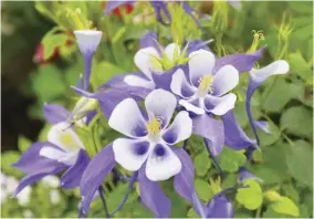  ?? (Photo: Gina Hsu/shuttersto­ck). ?? Purple Columbine Flowers (Aquilegia) in a garden.