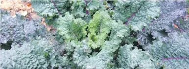 ??  ?? Despite the prolonged periods of cold this winter, kale is likely to resume growth and productivi­ty with warmer weather.