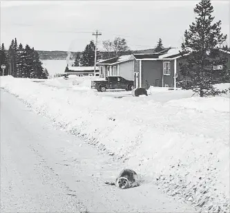  ?? BRENDON FITZPATRIC­K THE CANADIAN PRESS ?? A seal lies on a road in Roddickton-Bide Arm, N.L. Federal Fisheries Department officials have arrived in the small town, which is at the edge of an inlet that has trapped the roughly 40 seals after it froze over