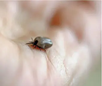  ??  ?? Une tique, déjà gorgée de sang. La taille du parasite peut varier et parfois ne pas dépasser quelques millimètre­s.