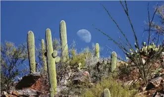  ?? Nicci Radhe ?? The scenic Sabino Canyon Recreation­al Area is at the base of the Santa Catalina Mountains.