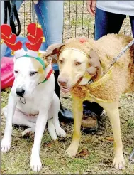  ?? Lynn Atkins/The Weekly Vista ?? Brutus and Bronx, brothers who are about a year and a half old, model Christmas costumes while they wait at the Bella Vista Shelter for a new family. Thanks to All Pets Animal Hospital, they’ll go home with food, vaccinatio­ns, heartworm prevention and a free examinatio­n if they are adopted before the new year.