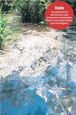  ??  ?? AFLUENTE. El río es utilizado por los ganaderos del sector para dar agua a sus animales, temen que el daño sea mayor.