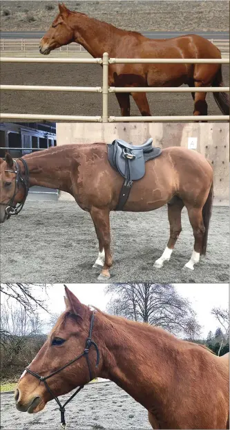  ??  ?? HAIRY SITUATION: These photos, taken in spring, summer and winter, show the unusual coat pattern that Leo develops each year. The 13-year-old gelding is healthy and sound and has no known allergies or past injuries.