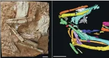  ?? PROVIDED TO CHINA DAILY ?? The Linxiavis inaquosus sandgrouse fossil found in Gansu province and its CT scan image.