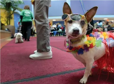  ?? LINDA DAVIDSON/THE WASHINGTON POST FILE PHOTO ?? Abigail, a Jack Russell therapy dog, at Children’s Hospital dog parade and Halloween celebratio­n in Washington, D.C.