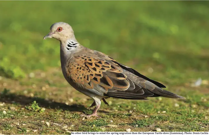  ??  ?? No other bird brings to mind the spring migration than the European Turtle-dove (Gamiema). Photo: Denis Cachia