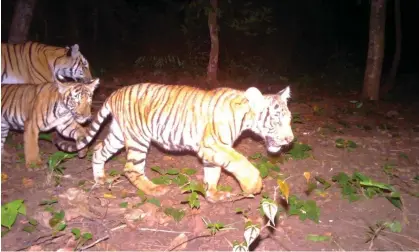  ?? ?? A wildlife sanctuary camera in Thailand captures rare footage of a tiger and her cubs. Photograph: Salak Phra wildlife sanctuary