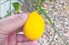  ?? Bob Morris ?? Meyer lemon is not a true lemon at all but rather a hybrid citrus fruit. Here a mature Meyer lemon fruit shows off its orange hybrid color.