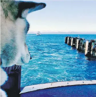  ?? PAUL HEROUX ?? Mura travels on a B.C. Ferries vessel from the Lower Mainland to Vancouver Island to meet her breeder.