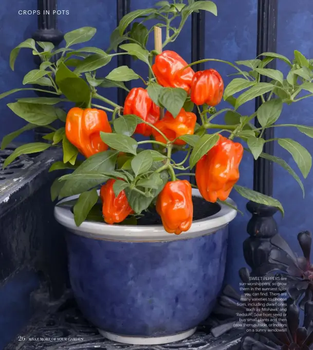  ??  ?? SWEET PEPPERS ARE SUN-WORSHIPPER­S, SO GROW THEM IN THE SUNNIEST SPOT YOU CAN FIND. THERE ARE MANY VARIETIES TO CHOOSE FROM, INCLUDING DWARF ONES SUCH AS ‘MOHAWK’ AND ‘REDSKIN’. SOW FROM SEED OR BUY SMALL PLANTS AND THEN GROW THEM OUTSIDE, OR INDOORS ON A SUNNY WINDOWSILL