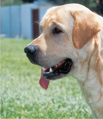 Tipos de LABRADOR - Inglês e Americano (com FOTOS)