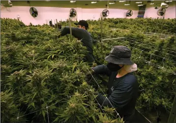  ?? THE ASSOCIATED PRESS FILE PHOTOS ?? Workers trim cannabis plants that are close to harvest in a grow room at the Greenleaf Medical Cannabis facility in Richmond, Va., on Thursday.