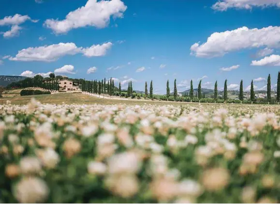  ??  ?? Nel Parco Agrario: orti, oliveti, vigneti, frutteti, campi coltivati a grano, mais e girasole e un filare di pioppi che conduce alla cantina di nuova costruzion­e (anche la statua di Bacco nella pagina a fianco la denota). Sotto: il teatro all’aperto.