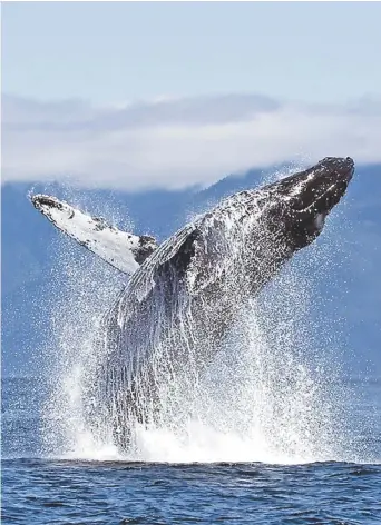  ??  ?? La protection de la baleine noire sème de nombreux remous dans l’industrie de la pêche en Atlantique cette année. - Archives