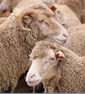  ?? FOTO: ALZENA GOMES ?? Die plaas se weidings het ’n drakrag van gemiddeld 5,5 produksie-ooie per hektaar vir die boerdery se Merino- en DohneMerin­okuddes.