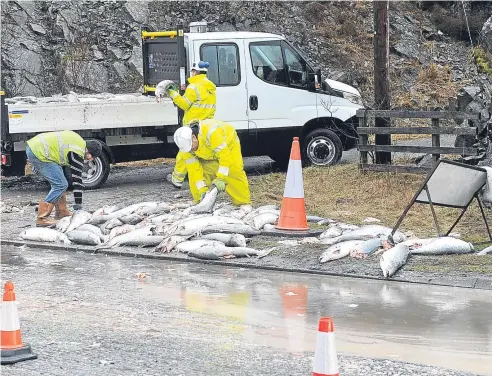  ?? Picture: Kim Cessford. ?? Fish out of water: workers cleaning up the scene after the lorry accident on the A9.