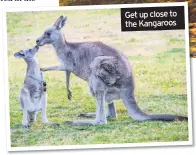  ??  ?? Get up close to the Kangaroos