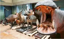  ?? — Reuters ?? A stuffed hippopotam­us is seen near other stuffed animals at the Royal Museum for Central Africa.