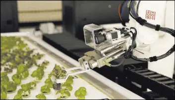  ?? Eric Risberg The Associated Press ?? A robotic arm lifts plants being grown at Iron Ox, a robotic indoor farm, Sept. 27 in San Carlos, Calif. The company expects to sell to Bay Area restaurant­s.