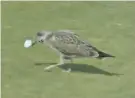  ??  ?? Ball tampering: An inquisitiv­e seagull moved Madelene Sagstrom’s ball back about 15 yards on the first fairway