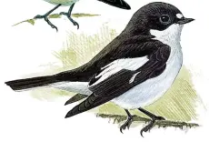  ??  ?? PIED FLYCATCHER