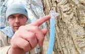  ?? WAYNE PARRY/AP ?? Ryan Hegarty, of Stockton University’s Maple Project, shows a tap he placed into a red maple tree Feb. 21 at the university’s campus in Galloway, N.J.