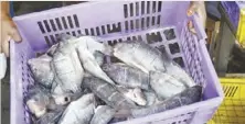  ??  ?? It was inappropri­ate to bring in the fish when local sources could well satisfy the demand