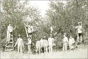  ?? SUBMITTED TO MCDONALD COUNTY PRESS ?? Apple pickers for the Ozark Orchard Company in the Goodman area in the early 1900s.