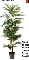  ??  ?? Areca-Palme im Plastiktop­f 210 cm von Luwatex, 249 Fr. bei Coop Bau+Hobby