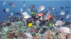  ?? LOUIZ ROCHA, PAPAHANAUM­OKUAKEAMAR­INE NATIONAL MONUMENT VIA AP ?? Fish are seen among a coral reef at Pearl and Hermes Atoll.