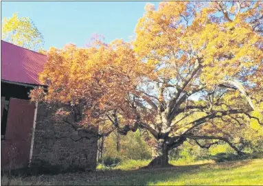  ?? PHOTO COURTESY OF NATURAL LANDS ?? This oak tree, located at a farm off St. Peter’s Road in North Coventry, is estimated to be at least 400 years old and is part of the 10 acres recently protected through a conservati­on easement.