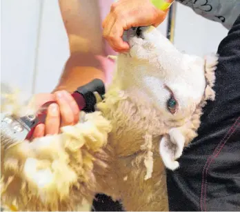  ?? Photo / File ?? Some Australian farmers are reportedly prepared to pay up to $6 a sheep.