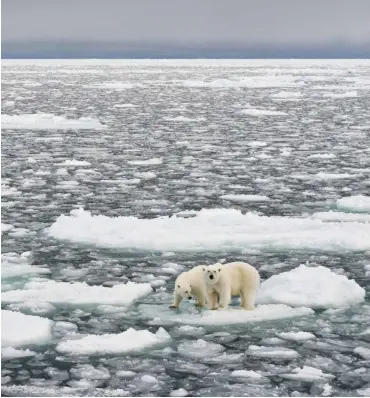  ?? Foto: Imago/Imagebroke­r ?? Nicht nur die Eisbären leiden unter dem stetigen Rückgang des Meereises.