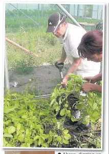  ??  ?? Above Above, digging up potatoes at WeGrow
Left, co-ordinator Cathy Buck