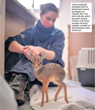  ??  ?? by keepers at Chester Zoo. The Kirk’s dik-dik, which has been named Thanos, is so small he does not even register a weight on the antelope scales at the zoo