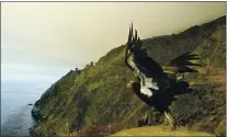  ?? ORVILLE MYERS — MONTEREY COUNTY HERALD ARCHIVES ?? A California condor takes flight along Highway 1 in Big Sur in July 2008 as a wildfire inches closer to its sanctuary. Biologists will start releasing America’s largest birds in Redwood National Park, dramatical­ly expanding the range of the species.