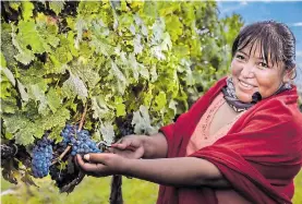  ??  ?? La región de Chihuahua se distingue por su producción de vino.