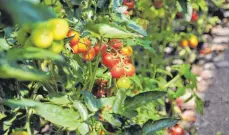  ?? FOTO: REICHENAU-GEMÜSE EG ?? Die Gartenbaui­ngenieurin Stefanie Wehrle baut auf 2,1 Hektar Fläche Gurken, Tomaten, Paprika und Salat an.