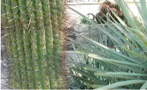  ?? Tribune News Service ?? Here an old yucca is growing into a hue irreplacab­le "fat boy" cactus, so it must be cut back to prevent damage to both plants.