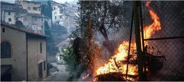  ??  ?? Olive trees plantation burn in the small village, evacuated during the night, of Montemagno, near Pisa in Tuscany region. — AFP photo