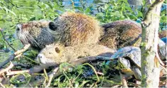  ?? ?? The rodents have been returned to rural Italy in an illegal ‘guerrilla rewilding’ campaign