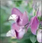  ??  ?? PLANT shrubs such as polygala.