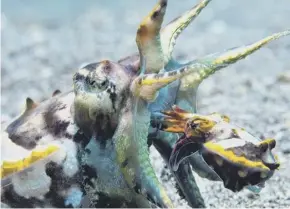  ??  ?? Flamboyant cuttlefish, above; Sir David Attenborou­gh, top