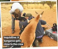  ??  ?? Inquisitiv­e: A kangaroo gets close to the crew