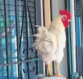  ?? LINDA ROBERTSON/MIAMI HERALD ?? A rooster named Payo perched in the backyard patio of the house where his owners live. Neighbors say he attacks their pets and disturbs the peace with his loud crowing.