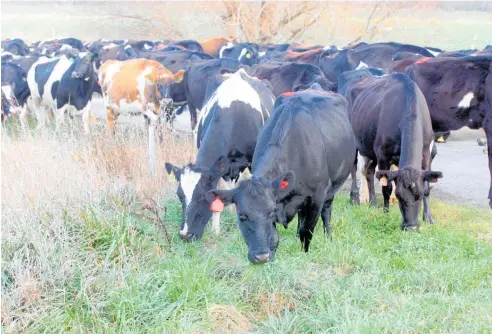  ?? ?? Cows on their way to a winter grazing pasture.